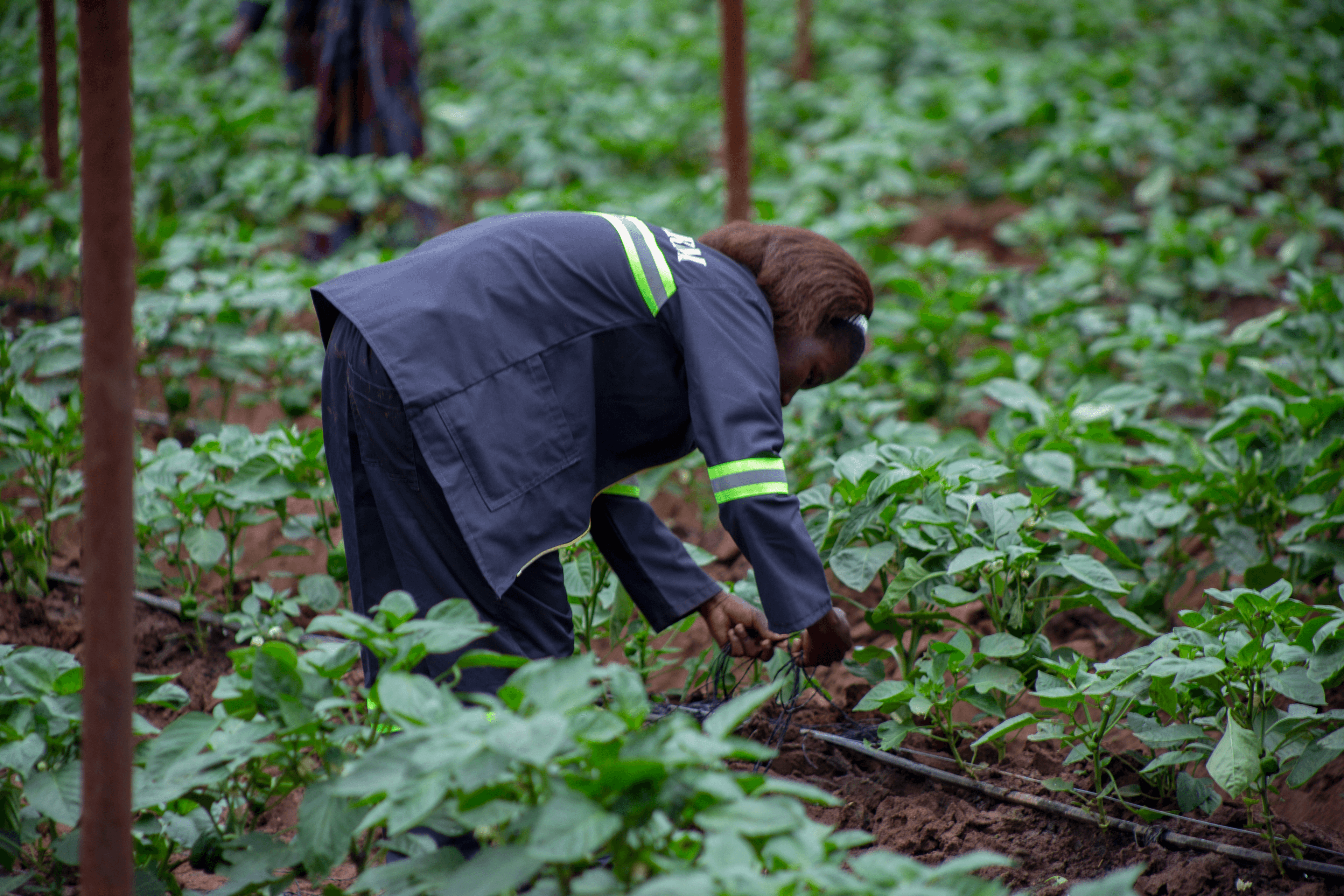 Agripreneurs learning together at Agribusiness Bootcamps